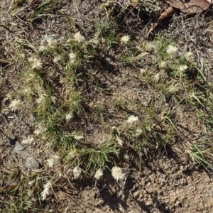 Rytidosperma carphoides at Cook, ACT - 13 Nov 2019 05:06 PM