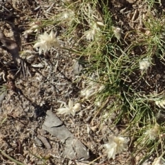 Rytidosperma carphoides at Cook, ACT - 13 Nov 2019 05:06 PM