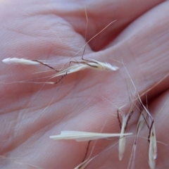 Rytidosperma (genus) (Wallaby Grass) at Cook, ACT - 13 Nov 2019 by CathB