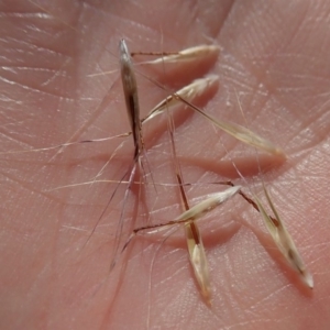 Rytidosperma sp. at Cook, ACT - 13 Nov 2019 05:01 PM