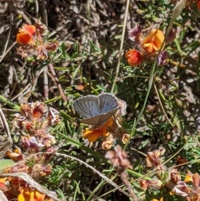 Zizina otis (Common Grass-Blue) at Dunlop, ACT - 15 Nov 2019 by MattM