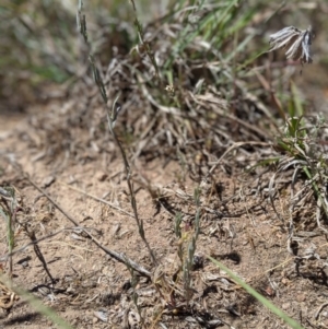 Linaria arvensis at Latham, ACT - 13 Nov 2019