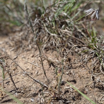 Linaria arvensis (Corn Toadflax) at Latham, ACT - 13 Nov 2019 by MattM