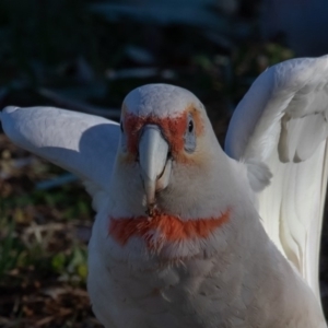 Cacatua tenuirostris at Symonston, ACT - 15 Nov 2019 04:57 PM