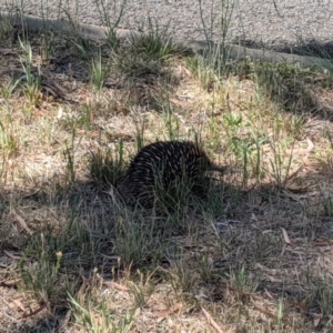 Tachyglossus aculeatus at Dunlop, ACT - 15 Nov 2019