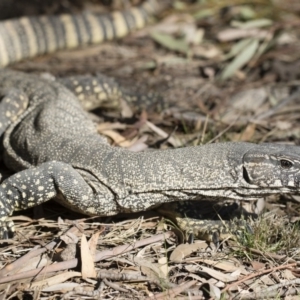 Varanus rosenbergi at Michelago, NSW - suppressed