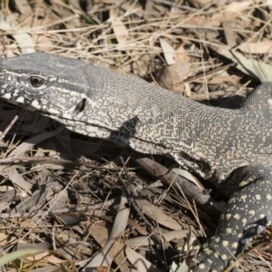 Varanus rosenbergi at Michelago, NSW - suppressed