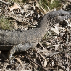 Varanus rosenbergi at Michelago, NSW - suppressed