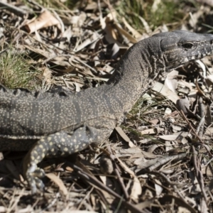 Varanus rosenbergi at Michelago, NSW - 29 Oct 2019