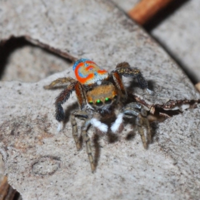 Maratus pavonis (Dunn's peacock spider) at Jerrabomberra Wetlands - 15 Nov 2019 by Harrisi