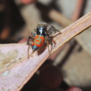 Maratus pavonis at Fyshwick, ACT - 15 Nov 2019