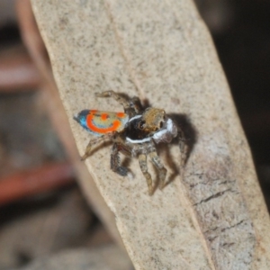 Maratus pavonis at Fyshwick, ACT - 15 Nov 2019