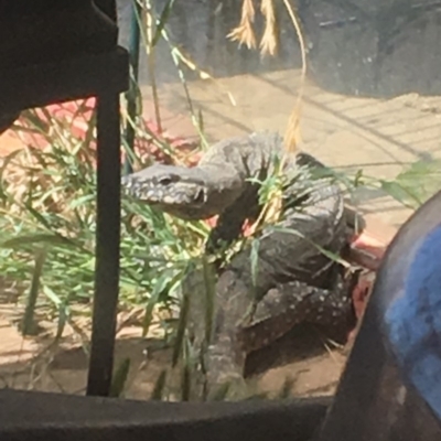 Varanus rosenbergi (Heath or Rosenberg's Monitor) at Michelago, NSW - 13 Nov 2019 by Illilanga