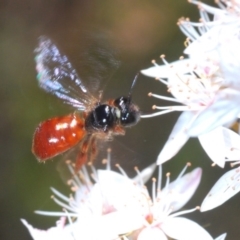 Unidentified Bee (Hymenoptera, Apiformes) at Paddys River, ACT - 14 Nov 2019 by Harrisi