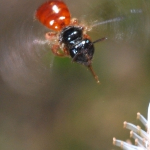 Exoneura sp. (genus) at Tidbinbilla Nature Reserve - 14 Nov 2019 03:06 PM