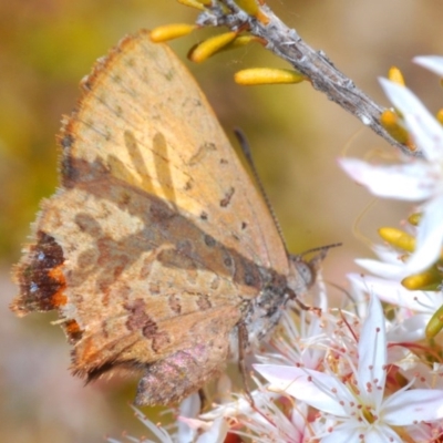 Paralucia aurifera (Bright Copper) at Paddys River, ACT - 14 Nov 2019 by Harrisi