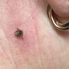 Ixodoidea (superfamily) at Guerilla Bay, NSW - 13 Nov 2019 03:30 PM