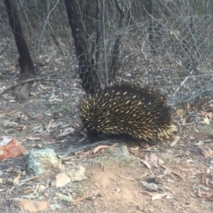 Tachyglossus aculeatus (Short-beaked Echidna) at Majura, ACT - 14 Nov 2019 by WalterEgo