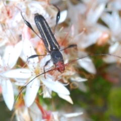 Amphirhoe decora (Decora Longicorn Beetle) at Tidbinbilla Nature Reserve - 14 Nov 2019 by Harrisi