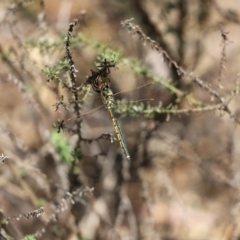 Hemicordulia tau (Tau Emerald) at Cook, ACT - 10 Nov 2019 by Tammy