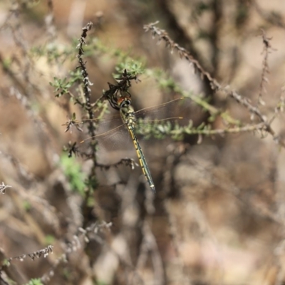 Hemicordulia tau (Tau Emerald) at Cook, ACT - 10 Nov 2019 by Tammy