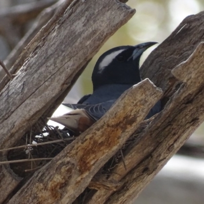 Artamus superciliosus (White-browed Woodswallow) at Rendezvous Creek, ACT - 5 Nov 2019 by roymcd