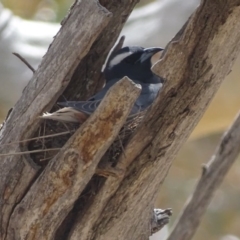 Artamus superciliosus at Rendezvous Creek, ACT - 5 Nov 2019 03:17 PM