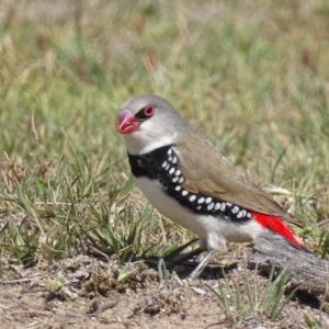 Stagonopleura guttata at Rendezvous Creek, ACT - suppressed