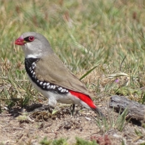 Stagonopleura guttata at Rendezvous Creek, ACT - 5 Nov 2019