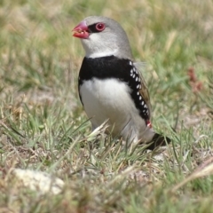 Stagonopleura guttata at Rendezvous Creek, ACT - suppressed