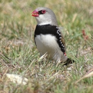 Stagonopleura guttata at Rendezvous Creek, ACT - suppressed