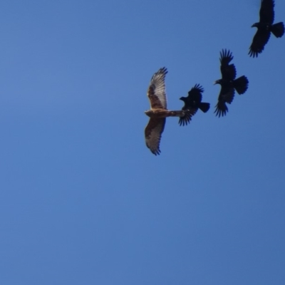 Circus approximans (Swamp Harrier) at Namadgi National Park - 5 Nov 2019 by roymcd