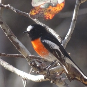 Petroica boodang at Rendezvous Creek, ACT - 5 Nov 2019 04:54 PM