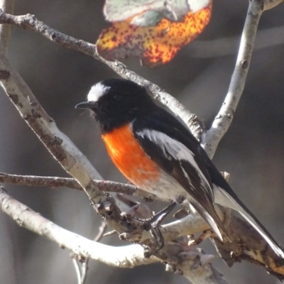 Petroica boodang (Scarlet Robin) at Rendezvous Creek, ACT - 5 Nov 2019 by roymcd