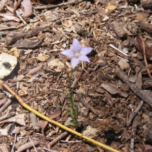 Wahlenbergia luteola at Garran, ACT - 10 Nov 2019