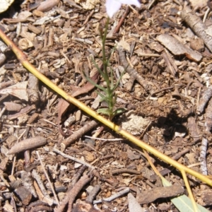 Wahlenbergia luteola at Garran, ACT - 10 Nov 2019 12:32 PM