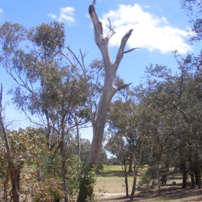 Eucalyptus sp. (dead tree) (Dead Hollow-bearing Eucalypt) at Federal Golf Course - 10 Nov 2019 by MichaelMulvaney