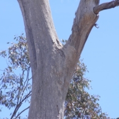 Eucalyptus sp. (dead tree) at Garran, ACT - 10 Nov 2019