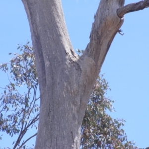 Eucalyptus sp. (dead tree) at Garran, ACT - 10 Nov 2019