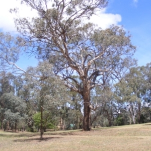 Eucalyptus melliodora at Federal Golf Course - 10 Nov 2019