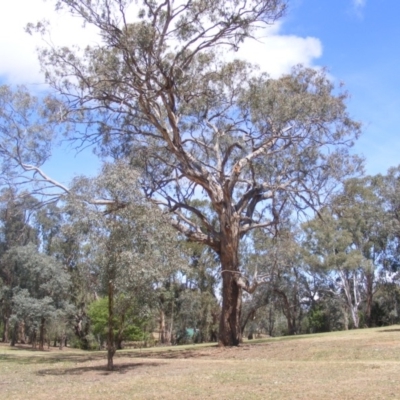 Eucalyptus melliodora (Yellow Box) at Federal Golf Course - 10 Nov 2019 by MichaelMulvaney