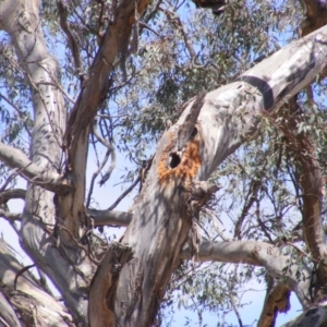 Eucalyptus melliodora at Federal Golf Course - 10 Nov 2019