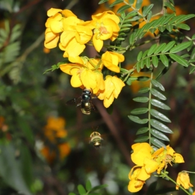 Xylocopa (Lestis) aerata (Golden-Green Carpenter Bee) at ANBG - 15 Nov 2019 by TimL