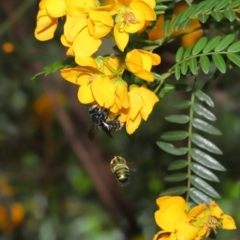 Xylocopa (Lestis) aerata at Acton, ACT - 15 Nov 2019