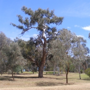 Eucalyptus melliodora at Federal Golf Course - 10 Nov 2019