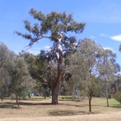 Eucalyptus melliodora (Yellow Box) at Federal Golf Course - 10 Nov 2019 by MichaelMulvaney