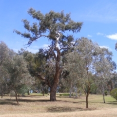 Eucalyptus melliodora (Yellow Box) at Garran, ACT - 10 Nov 2019 by MichaelMulvaney