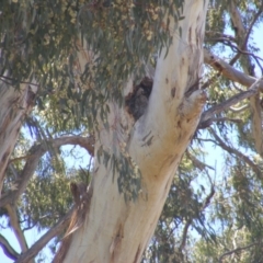 Eucalyptus melliodora at Federal Golf Course - 10 Nov 2019