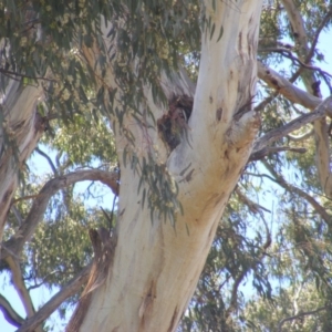 Eucalyptus melliodora at Federal Golf Course - 10 Nov 2019