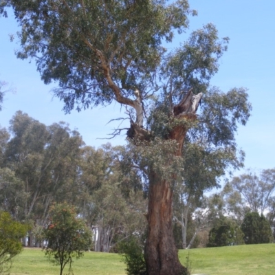 Eucalyptus melliodora (Yellow Box) at Federal Golf Course - 10 Nov 2019 by MichaelMulvaney